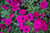10"Flwr.Hb PETUNIA WAVE 8"HB 