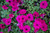 PETUNIA WAVE 8"HB