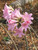 Bulbs AMARYLLIS 6" 