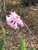 Bulbs AMARYLLIS 6" 