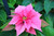 POINSETTIA 6.5"PINK