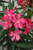 Other Yr.Rnd.Fl.Pot OLEANDER STD 10" 