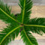 5-9" Foliage SAGO PALM 6" 