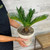 5-9" Foliage SAGO PALM 6" 