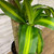 12" & Up Foliage DRACAENA MASS CANE 12" 3PP 