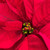 Poinsettia POINSETTIA 6" RED 