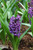 HYACINTH 10" 6PP