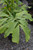 12" & Up Foliage FISHTAIL PALM 17"/15GAL 