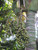 10" Foliage KENTIA PALM 10" 