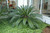 12" & Up Foliage SAGO PALM 14" 
