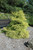 Up to 4" LEMON CYPRESS CONE 4" 