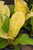5-9" Foliage PHILODENDRON PINK PRINCESS 6" 
