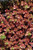  Sedum Spurium Dragons Blood 116976 