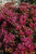  Sedum Spurium Dragons Blood 116976 
