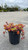  Sedum Spurium Dragons Blood 116976 