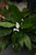 12" & Up Foliage SPATHIPHYLLUM 14" 