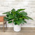 SPATHIPHYLLUM 14"