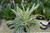 5-9" Foliage DRACAENA WARNECKII 6" 