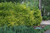 Other Yr.Rnd.Fl.Pot DURANTA BUSH 10" 