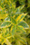 Other Yr.Rnd.Fl.Pot DURANTA BUSH 10" 