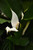 12" & Up Foliage SPATHIPHYLLUM 12" 