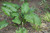5-9" Foliage ALOCASIA 8" 
