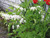  Dicentra spectabilis Alba 130600 