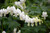  Dicentra spectabilis Alba 130600 