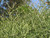 Cactus PENCIL CACTUS 10" 