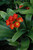 Other Yr.Rnd.Fl.Pot CLIVIA 6" 