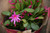 Christmas Cactus zygo 131505 