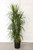 10" Foliage DRACAENA MARGINATA BRAID 10 