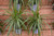 10" Foliage DRACAENA MARGINATA BRAID 10 