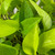 8" Fol. Hb. POTHOS NEON 8"HB 