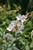 Other Sun Per. Gaura lindheimeri Whirling Butterfly 1g 139244 