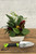 6" DISH GARDEN LINDEL