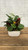 Dish Gardens  DISH GRDN XKSAS125 