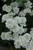 Iberis Alexanders White 145464