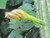 Cactus CEREUS PERUVIANUS 14" 