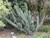 Cactus CEREUS PERUVIANUS 14" 