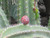 Cactus CEREUS PERUVIANUS 14" 
