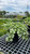  Lamium m White Nancy 124198 