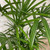 5-9" Foliage RHAPIS EXCELSA PALM 6" 