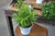 10" Foliage NEANTHE BELLA PALM 10" 
