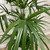 10" Foliage RHAPIS EXCELSA PALM 10" 