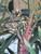 10" Foliage RHAPIS EXCELSA PALM 10" 