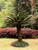 10" Foliage SAGO PALM 10" 
