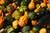 Gourds GOURDS 163197 