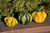 Gourds GOURDS 163197 