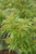 Acer palmatum Kamagata 168443